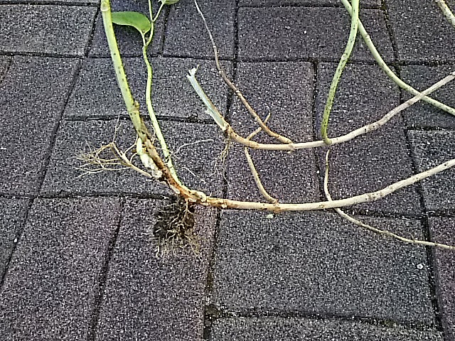 茎の途中で根が生えている
